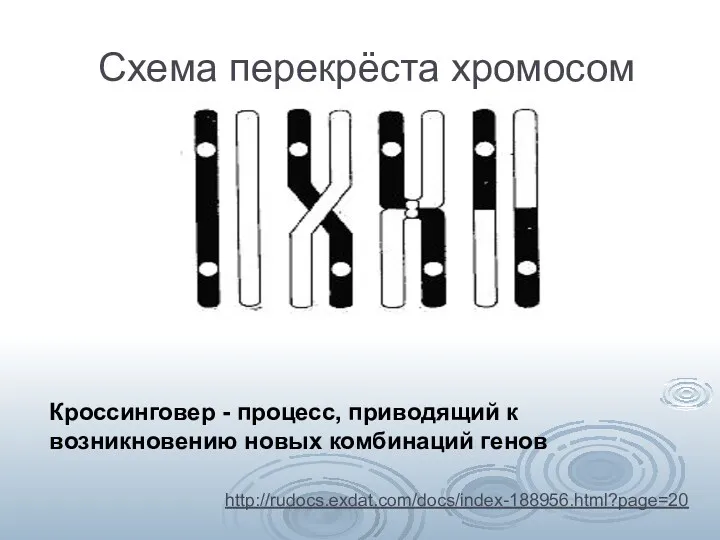 Схема перекрёста хромосом Кроссинговер - процесс, приводящий к возникновению новых комбинаций генов http://rudocs.exdat.com/docs/index-188956.html?page=20