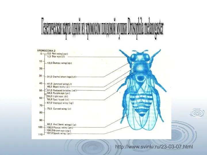 Генетическая карта одной из хромосом плодовой мушки Drosophila melanogaster http://www.svinki.ru/23-03-07.html