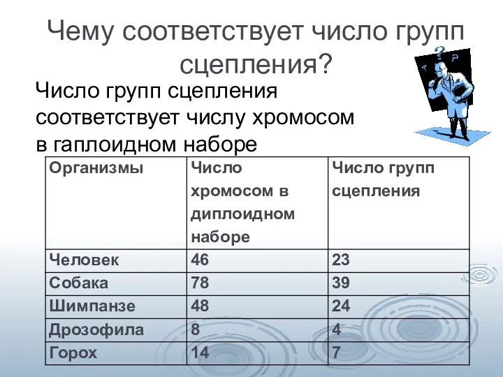 Чему соответствует число групп сцепления? Число групп сцепления соответствует числу хромосом в гаплоидном наборе