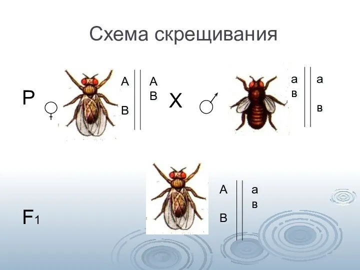 Схема скрещивания Х Р F1 А В А В а