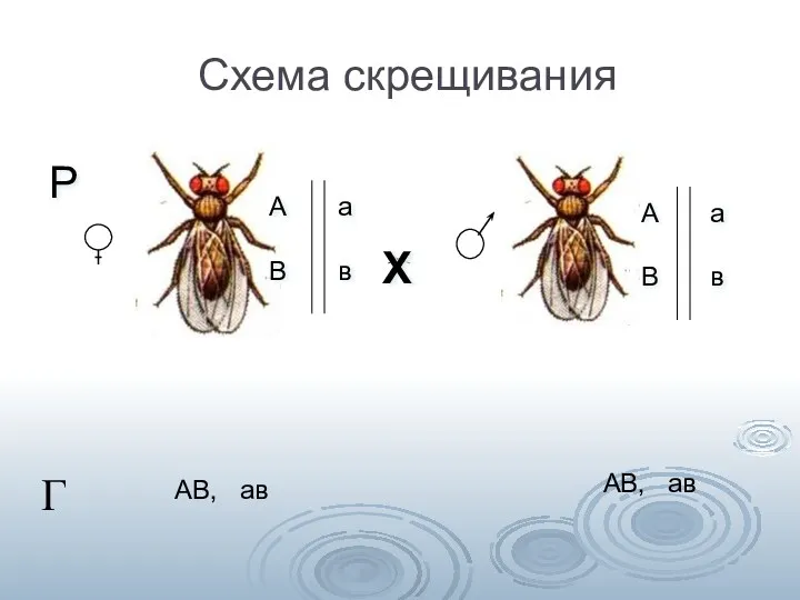 Схема скрещивания > Г АВ, ав АВ, ав А В