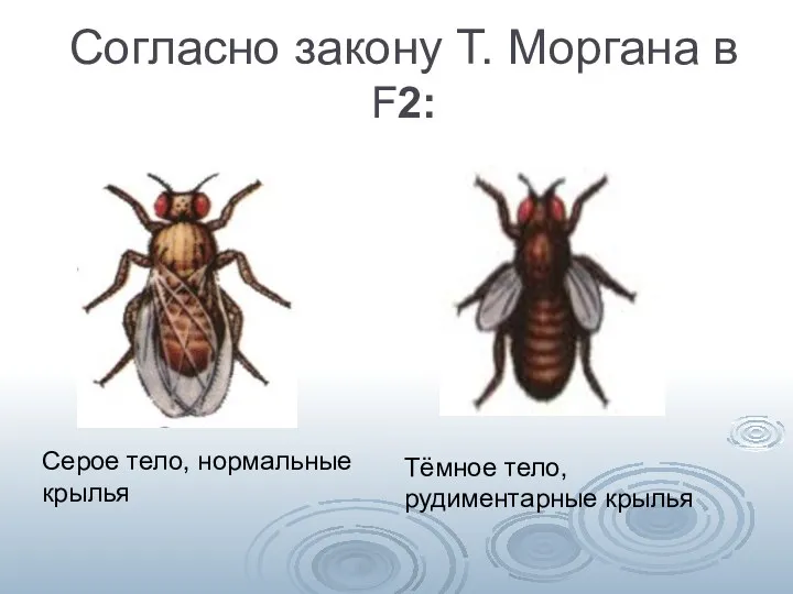 Согласно закону Т. Моргана в F2: Серое тело, нормальные крылья Тёмное тело, рудиментарные крылья