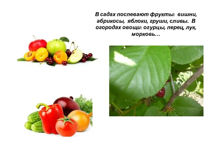 В садах поспевают фрукты: вишни, абрикосы, яблоки, груши, сливы. В огородах овощи: огурцы, перец, лук, морковь…