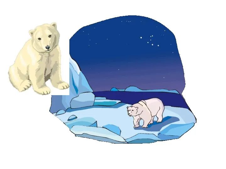 Белый медведь Белый медведь живет на севере, где всегда очень холодно. У него