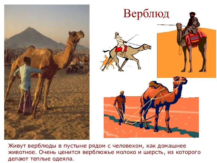 Верблюд Живут верблюды в пустыне рядом с человеком, как домашнее