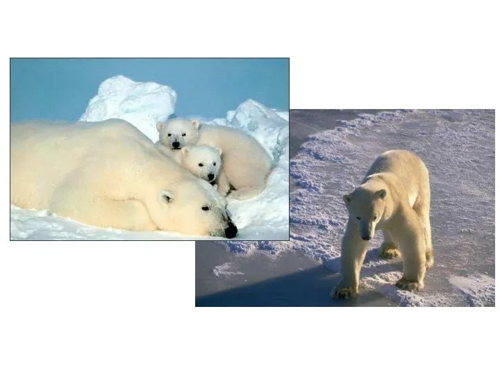 Белый медведь Белый цвет делает медведя невидимым на льдине среди снега. Только черные