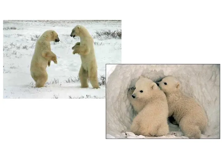 Белый медведь Белый медведь занесён в Красную книгу России. Медленное