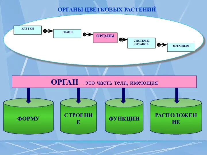 СИСТЕМЫ ОРГАНОВ КЛЕТКИ ТКАНИ ОРГАНИЗМ ОРГАНЫ ЦВЕТКОВЫХ РАСТЕНИЙ ОРГАНЫ ОРГАН