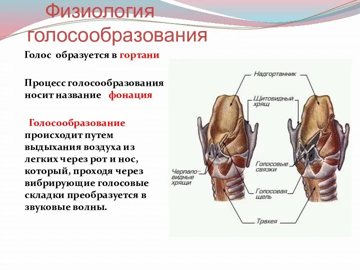 Физиология голосообразования Голос образуется в гортани Процесс голосообразования носит название