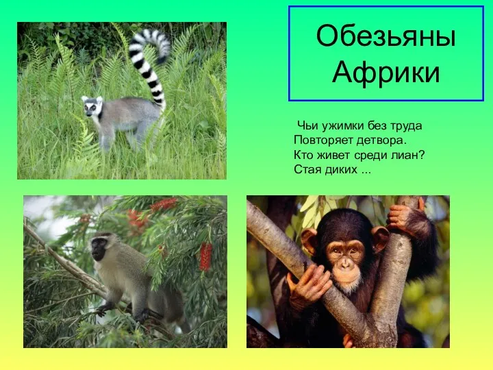 Обезьяны Африки Чьи ужимки без труда Повторяет детвора. Кто живет среди лиан? Стая диких ...