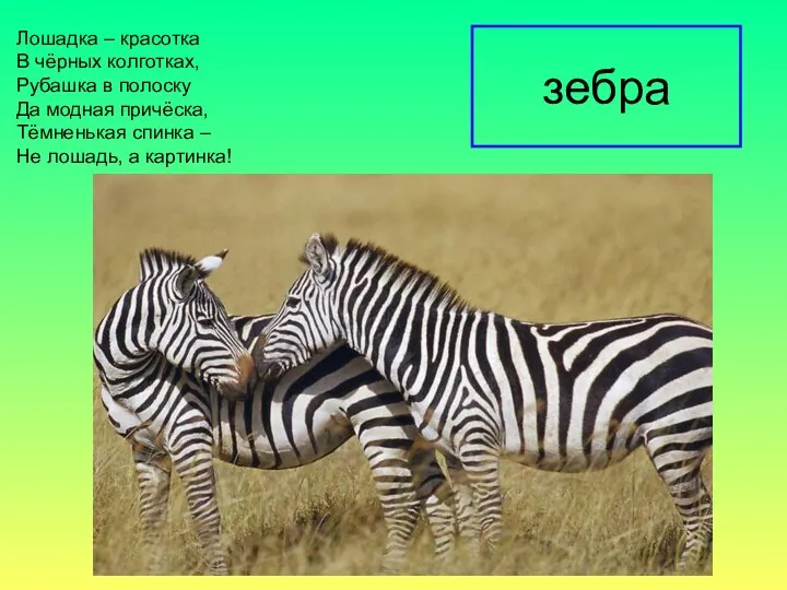 зебра Лошадка – красотка В чёрных колготках, Рубашка в полоску