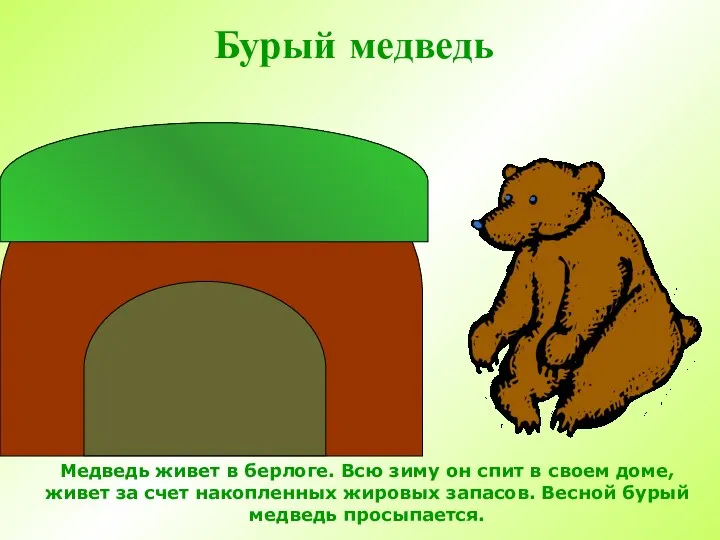 Бурый медведь Медведь живет в берлоге. Всю зиму он спит