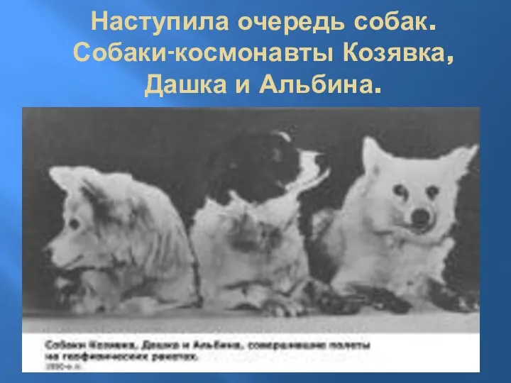 Наступила очередь собак. Собаки-космонавты Козявка, Дашка и Альбина.