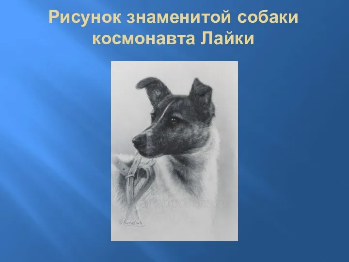 Рисунок знаменитой собаки космонавта Лайки
