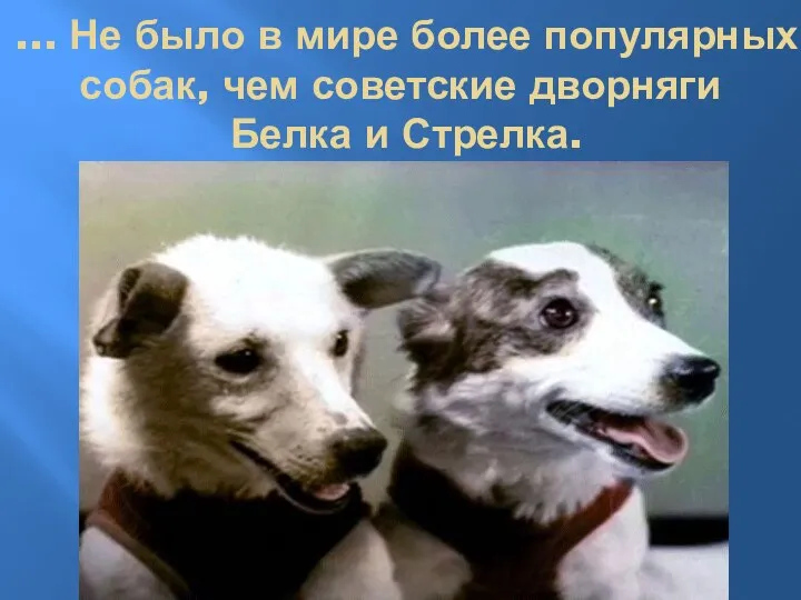 ... Не было в мире более популярных собак, чем советские дворняги Белка и Стрелка.