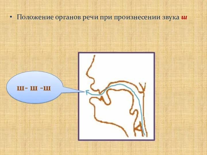 Положение органов речи при произнесении звука ш ш- ш -ш