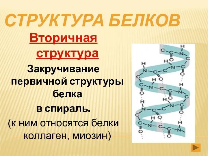 СТРУКТУРА БЕЛКОВ Вторичная структура Закручивание первичной структуры белка в спираль. (к ним относятся белки коллаген, миозин)