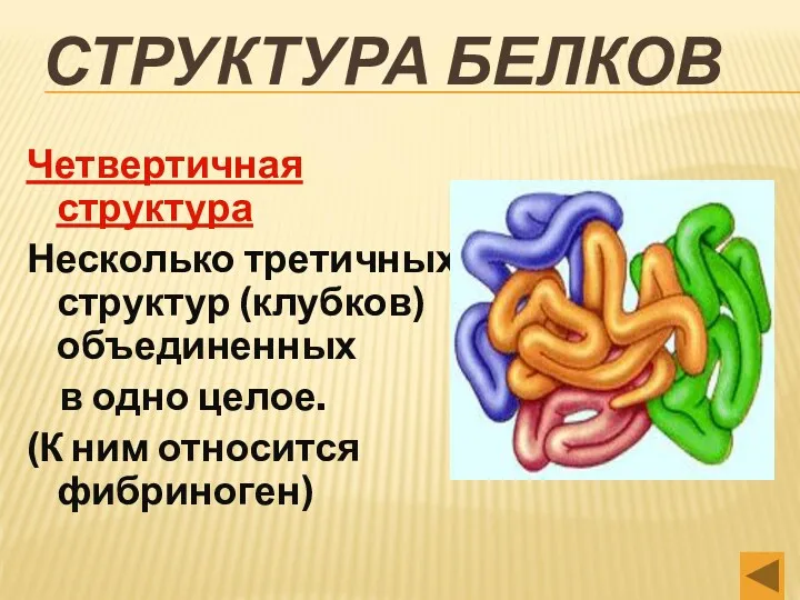 СТРУКТУРА БЕЛКОВ Четвертичная структура Несколько третичных структур (клубков) объединенных в одно целое. (К ним относится фибриноген)