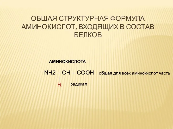 ОБЩАЯ СТРУКТУРНАЯ ФОРМУЛА АМИНОКИСЛОТ, ВХОДЯЩИХ В СОСТАВ БЕЛКОВ АМИНОКИСЛОТА NH2