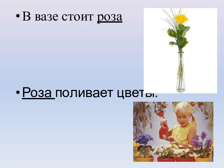 В вазе стоит роза Роза поливает цветы.