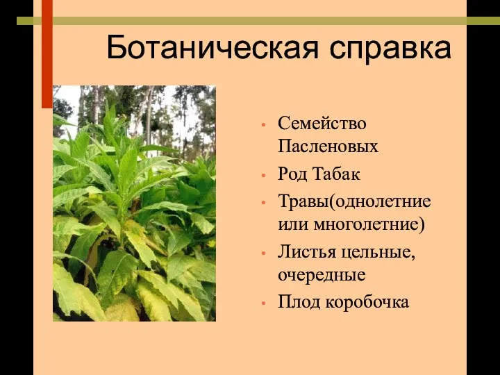 Ботаническая справка Семейство Пасленовых Род Табак Травы(однолетние или многолетние) Листья цельные, очередные Плод коробочка