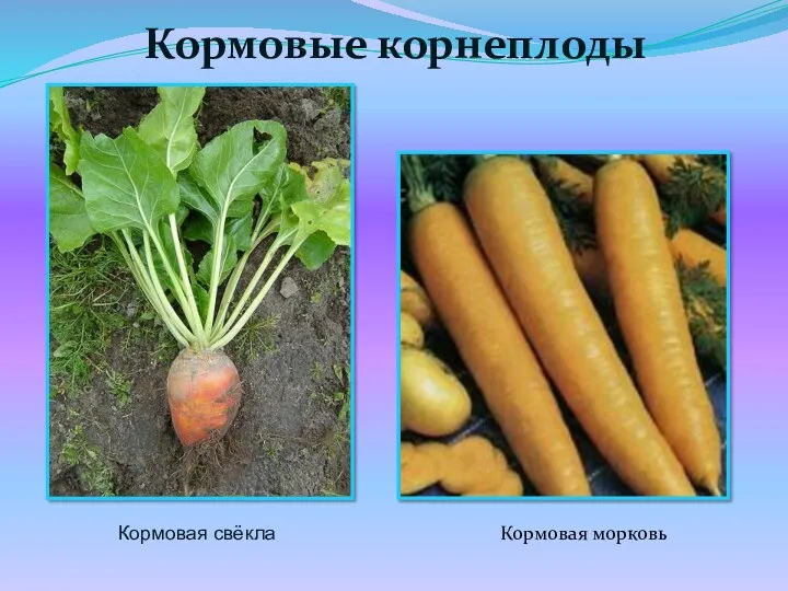 Кормовые корнеплоды Кормовая свёкла Кормовая морковь