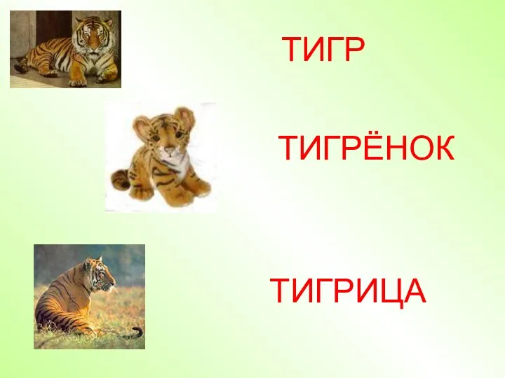 ТИГР ТИГР ЁНОК ТИГР ИЦА