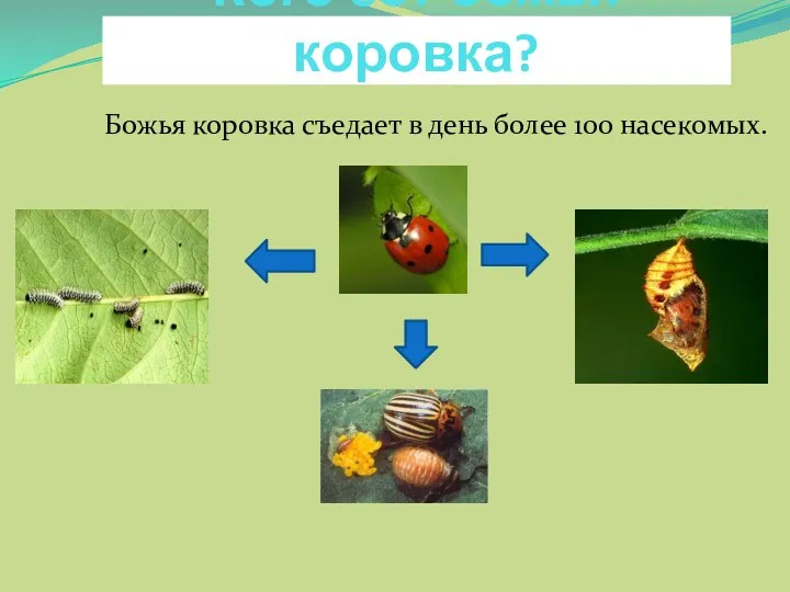 Кого ест божья коровка? Божья коровка съедает в день более 100 насекомых. яйцаВ го куколок