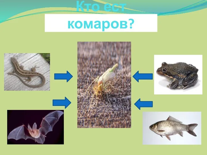 Кто ест комаров?