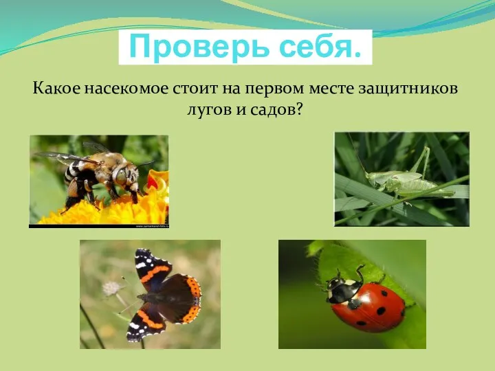 Проверь себя. Какое насекомое стоит на первом месте защитников лугов и садов?