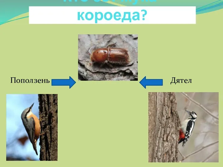 Кто ест жука-короеда? Поползень Дятел