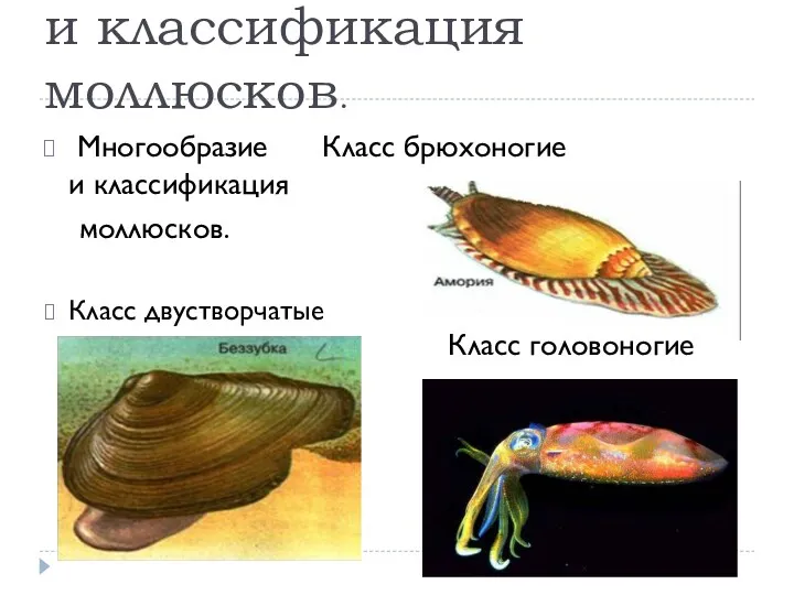 Многообразие и классификация моллюсков. Многообразие Класс брюхоногие и классификация моллюсков. Класс двустворчатые Класс головоногие