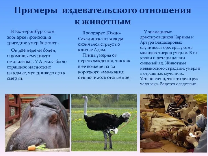 В Екатеринбургском зоопарке произошла трагедия: умер бегемот . Он две недели болел, и
