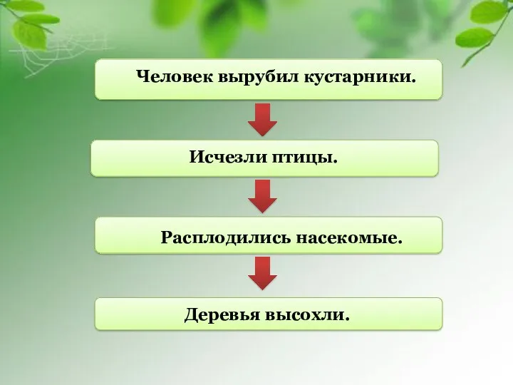 Человек вырубил кустарники. Исчезли птицы. Расплодились насекомые. Деревья высохли.