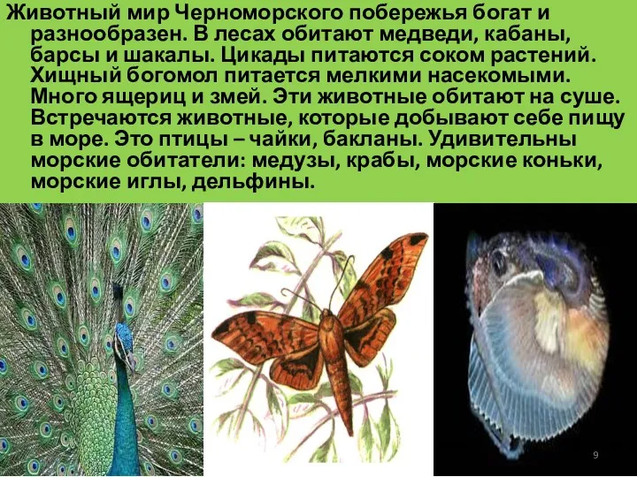 Животный мир Черноморского побережья богат и разнообразен. В лесах обитают медведи, кабаны, барсы