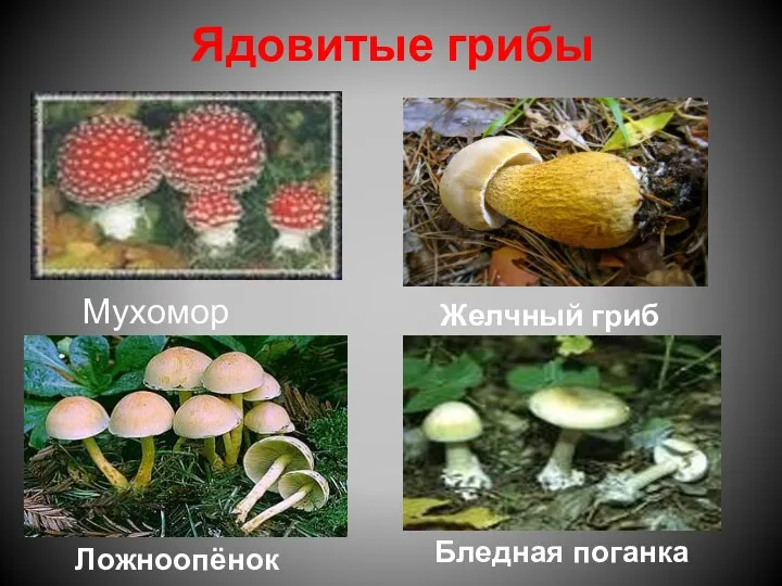 Ядовитые грибы Мухомор Желчный гриб Ложноопёнок Бледная поганка