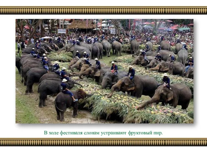 В ходе фестиваля слонам устраивают фруктовый пир.