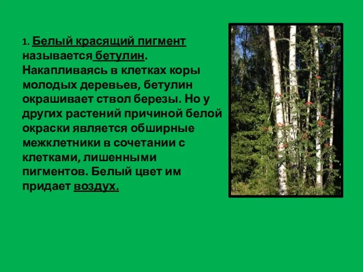 1. Белый красящий пигмент называется бетулин. Накапливаясь в клетках коры