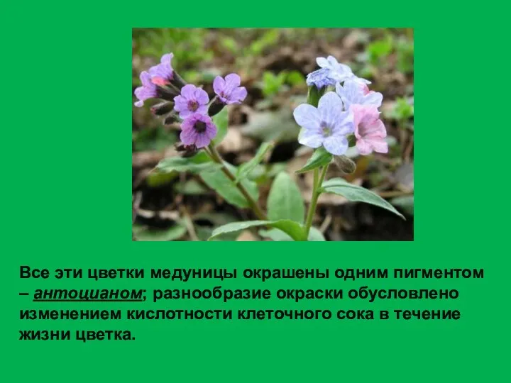 Все эти цветки медуницы окрашены одним пигментом – антоцианом; разнообразие