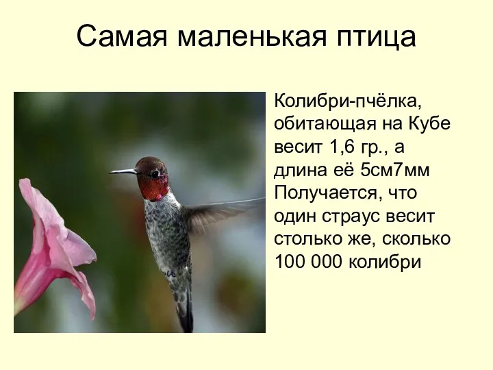 Самая маленькая птица Колибри-пчёлка, обитающая на Кубе весит 1,6 гр.,