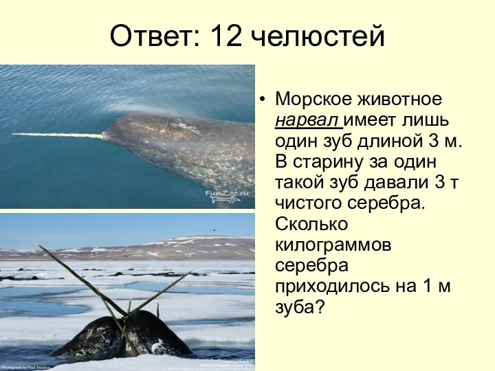 Ответ: 12 челюстей Морское животное нарвал имеет лишь один зуб