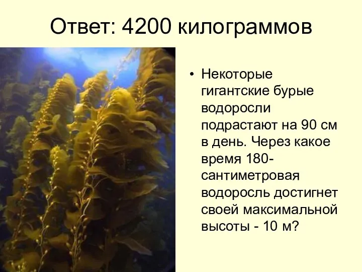 Ответ: 4200 килограммов Некоторые гигантские бурые водоросли подрастают на 90