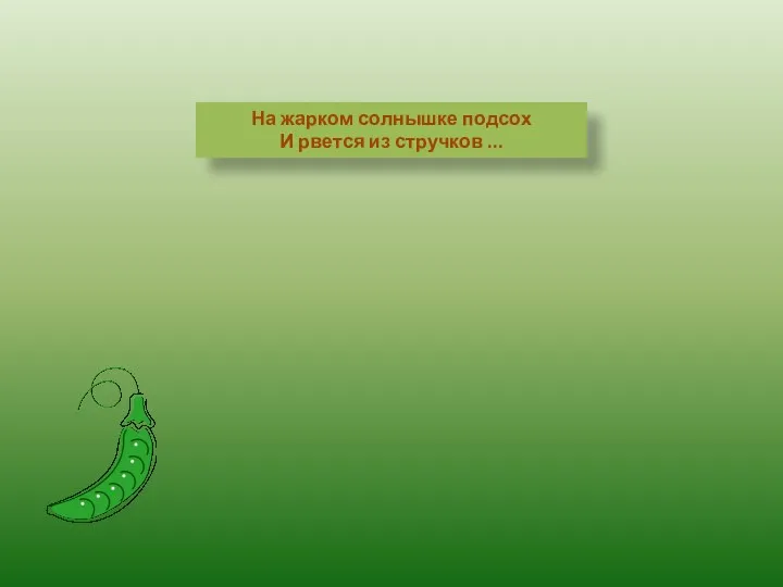 На жарком солнышке подсох И рвется из стручков ...