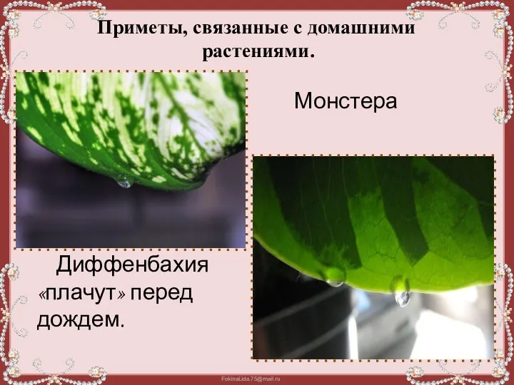 Приметы, связанные с домашними растениями. Диффенбахия «плачут» перед дождем. Монстера