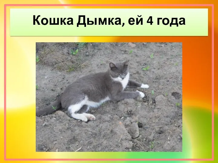 Кошка Дымка, ей 4 года