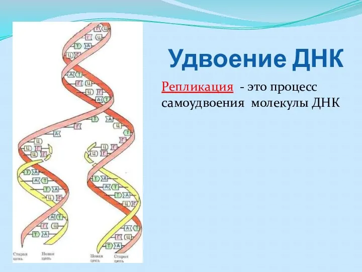 Удвоение ДНК Репликация - это процесс самоудвоения молекулы ДНК
