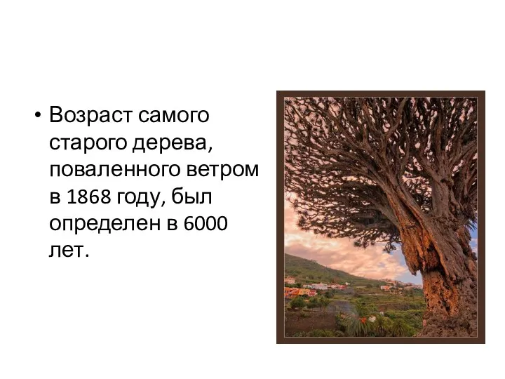 Возраст самого старого дерева, поваленного ветром в 1868 году, был определен в 6000 лет.