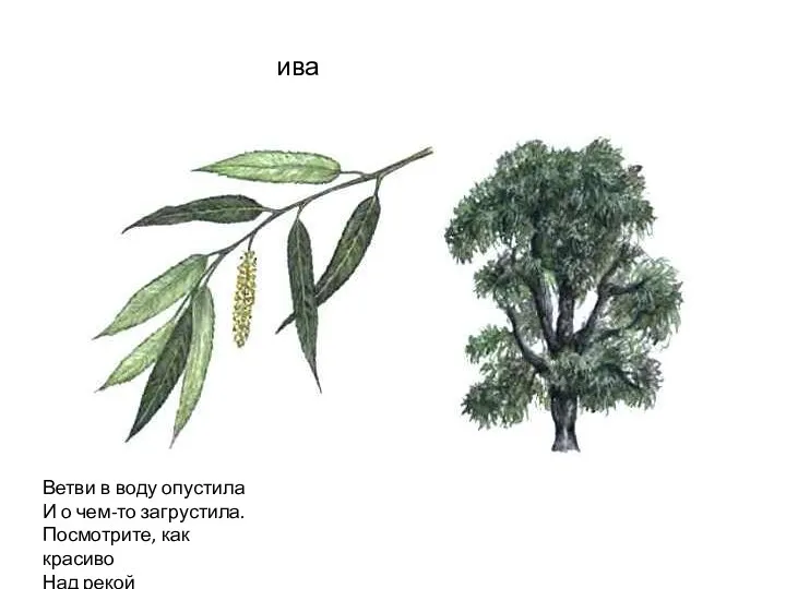 ива Ветви в воду опустила И о чем-то загрустила. Посмотрите, как красиво Над рекой склонилась..