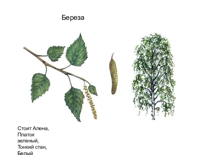 Береза Стоит Алена, Платок зеленый, Тонкий стан, Белый сарафан