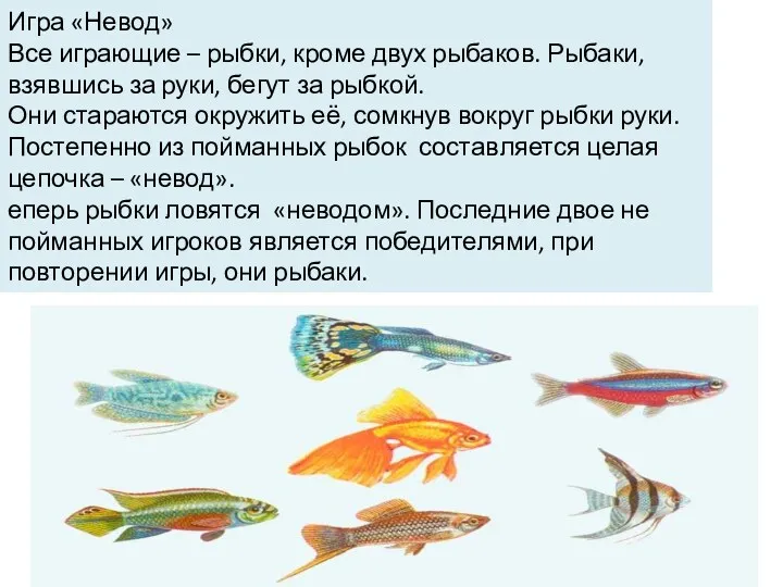 Игра «Невод» Все играющие – рыбки, кроме двух рыбаков. Рыбаки,